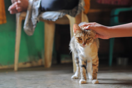 Hand stroking ginger cat sitting on the floor. Selective focus.の写真素材