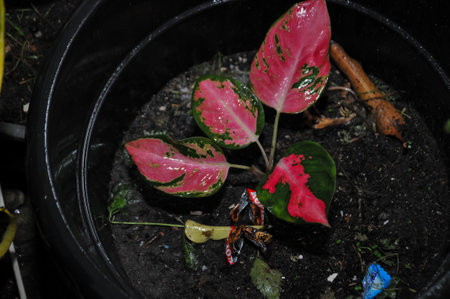 Caladium bicolor is a species of flowering plant in the family Caladium.の写真素材