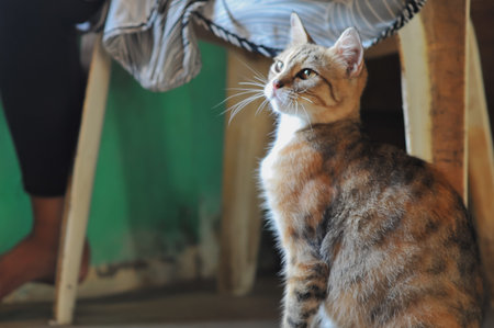 Cat sitting on chair and looking at the camera, selective focus.の写真素材