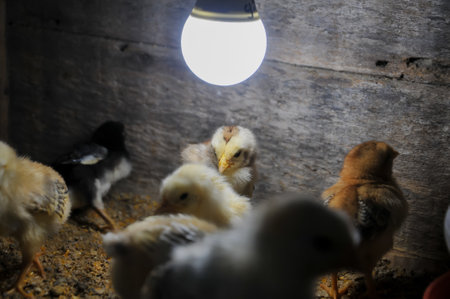 chickens in a chicken coop with a light bulb.の写真素材