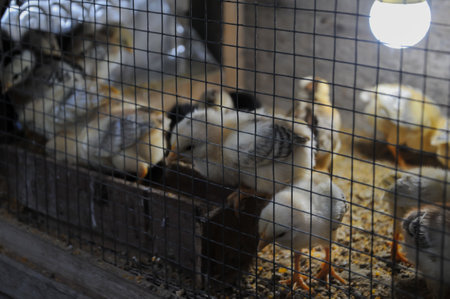 chickens in a cage at the animal shelter in the villageの写真素材