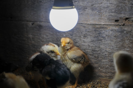 Chickens in a cage with a light bulb in the backgroundの写真素材