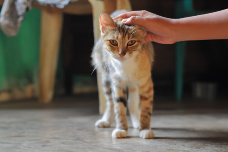 Woman hand stroking cat at home. Selective focus. Animal.の写真素材