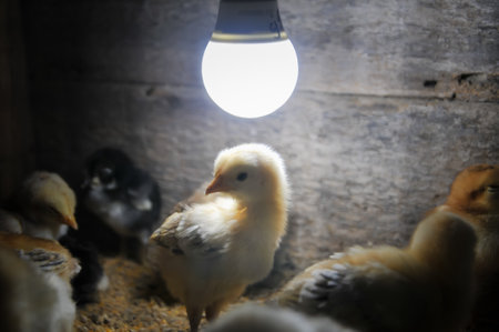 chickens and light bulb in the cage of the chicken farmの写真素材