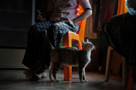 A person is sitting on a chair while a cat stands nearby.の写真素材