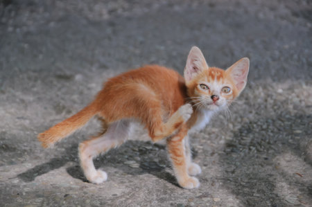 Cute little orange kitten playing on the floor and looking at cameraの写真素材