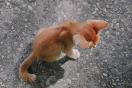 Little ginger kitten is playing on the ground. Selective focus.の写真素材