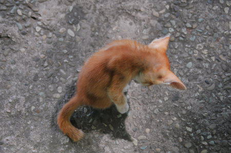 Cute little red kitten walking on the street. Top view.の写真素材