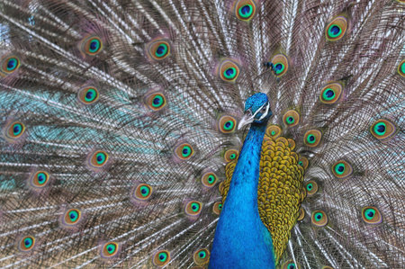 Indian Peafowl (also known as the Blue Peafowl)の写真素材