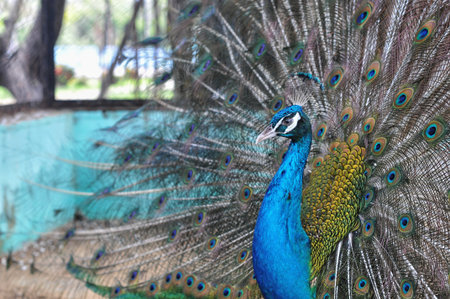 Indian Peafowl (also known as the Blue Peafowl)の写真素材
