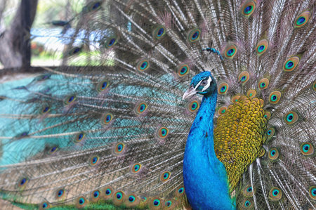 Indian Peafowl (also known as the Blue Peafowl)の写真素材