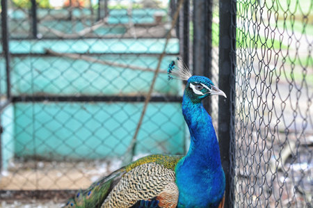 Indian Peafowl (also known as the Blue Peafowl)の写真素材