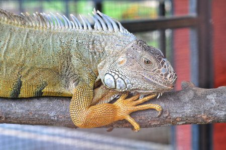 Green iguana on a branch in a cage at the zoo.の写真素材