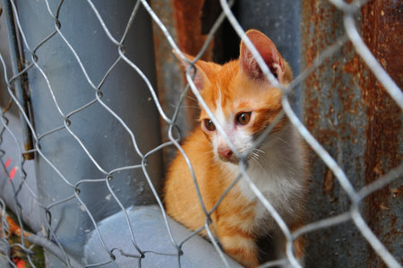 Red kitten sitting in a cage at the entrance to the house.の写真素材