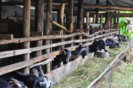 Cows in a farm on the island of Bali, Indonesiaの写真素材