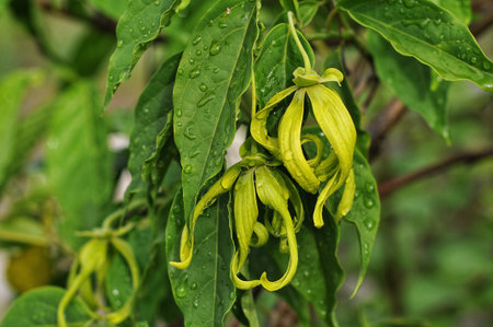 Ylang-Ylang flower or Ylang-Ylang flower on treeの写真素材