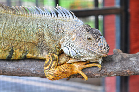 Green iguana on a branch in a cage, closeup of photoの写真素材