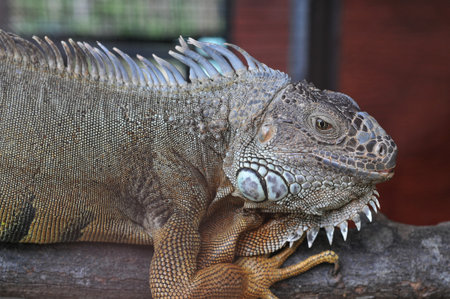 Close up of a green iguana on a branch in a zooの写真素材