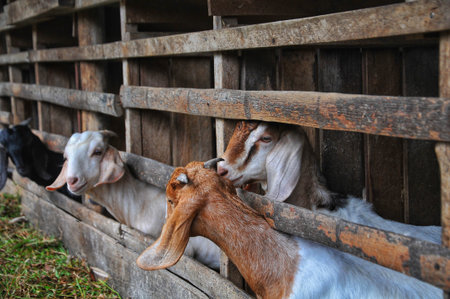 Goats in the farm. Selective focus. Shallow depth of fieldの写真素材