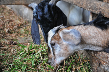 goat on the farm. goat in the farm. Goat on the farmの写真素材