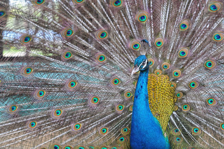Peacock with feathers out, closeup of a peacockの写真素材