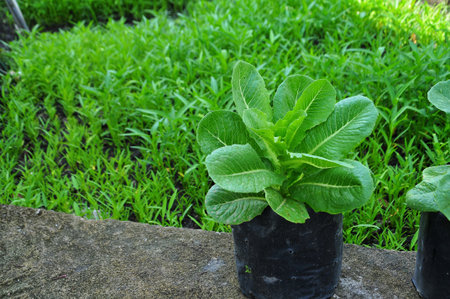 lettuce plant in the vegetable garden at chiangmai thailandの写真素材