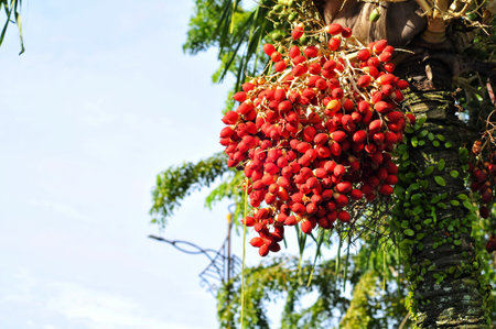 Betel palm tree with ripe fruits on the tree in the gardenの写真素材