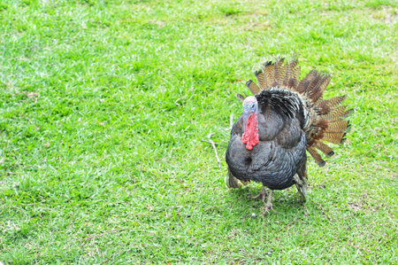 Turkey on the green grass field in the farm at thailand.の写真素材