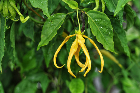 Ylang-Ylang flower, Ylang-Ylang, Thailand.の写真素材