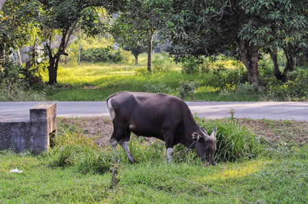 Banteng in the green grass in the farm, Thailand.の写真素材