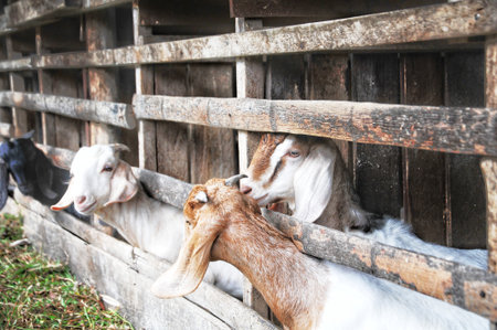 goat on the farm. goat in the farm. Goat on the farmの写真素材