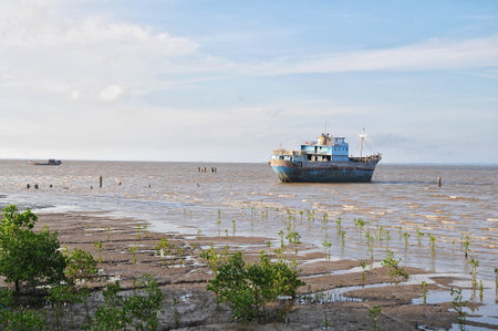 Ship in the mangrove at low tide in the sea.の写真素材