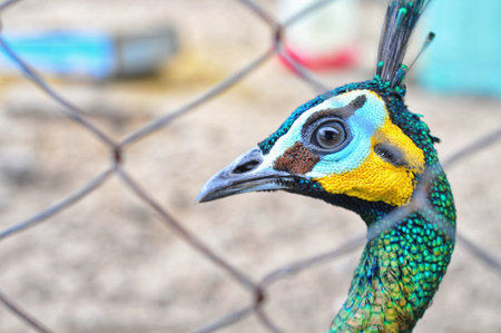 Indian Peafowl (also known as the Blue Peafowl)の写真素材