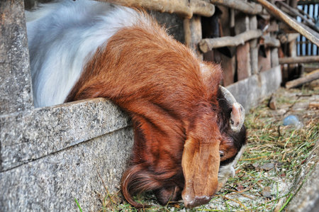 goat on the farm. goat in the farm. Goat on the farmの写真素材