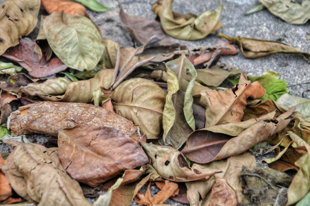 Dried leaves on the ground in the rainy season, Thailand.の写真素材