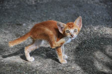 Cute little orange kitten walking on the floor, selective focus.の写真素材