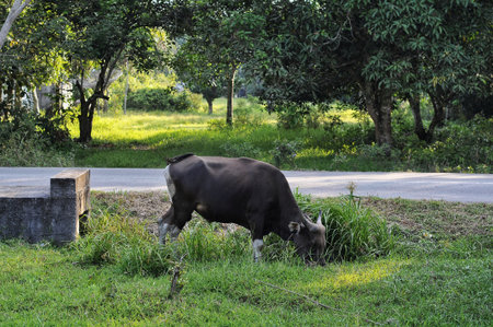 Thai buffalo eating grass in the green field,Thailand.の写真素材