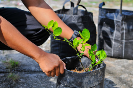 Close up of young man planting a tree in a black plastic bag.の写真素材