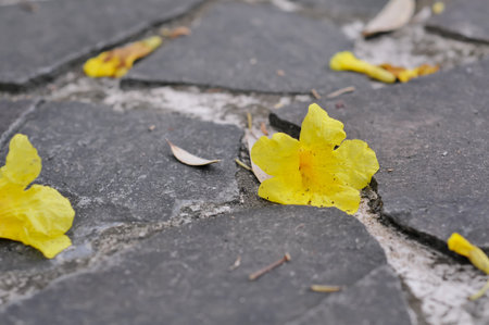 Yellow flower on the cement floor in the garden.