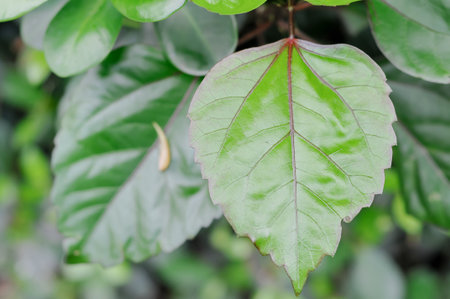 Green leaves background. Green leaves background. Green leaves background. Green leaves background.の写真素材