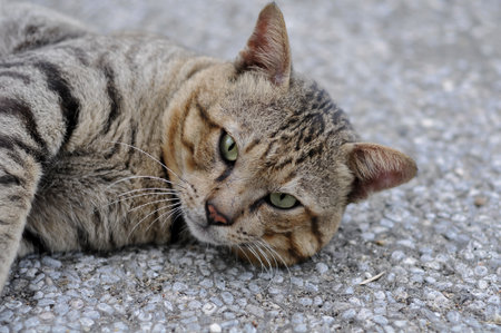Cat lying on the ground and looking at the camera with green eyesの写真素材