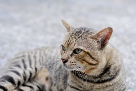 cat sitting on the cement floor, selective focus, shallow depth of fieldの写真素材