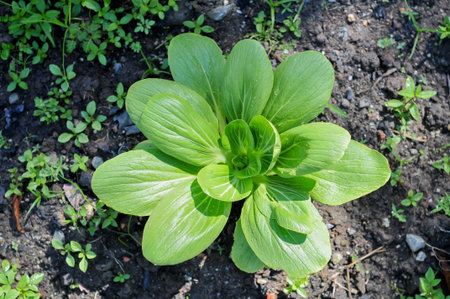 Green leaves of chinese cabbage in the garden. Top view.の写真素材