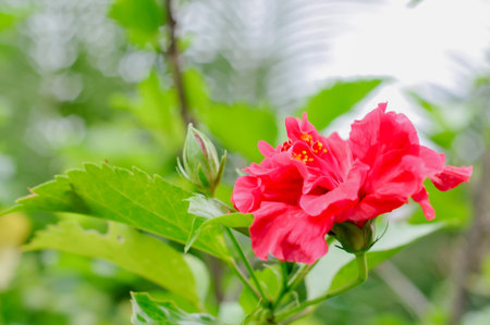 Red Hibiscus flower blooming in the garden, stock photoの写真素材