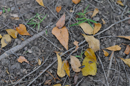 Fallen leaves on the ground. Selective focus. nature.の写真素材