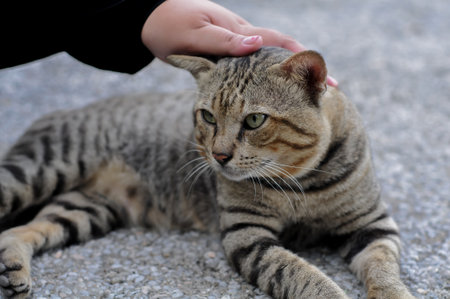 Cute cat on the street. Selective focus. Animal.の写真素材