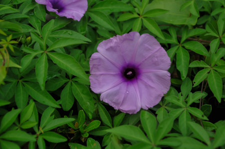 Purple morning glory flower in the garden. (Convolvulus arvensis)の写真素材