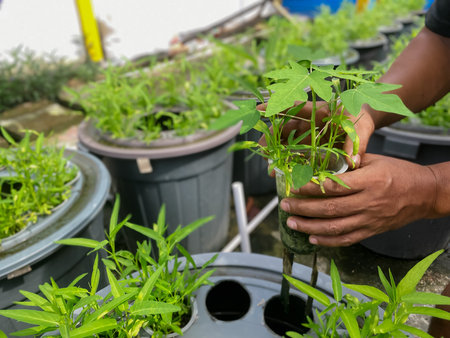 Hands of male gardener working with seedlings in pots.の写真素材