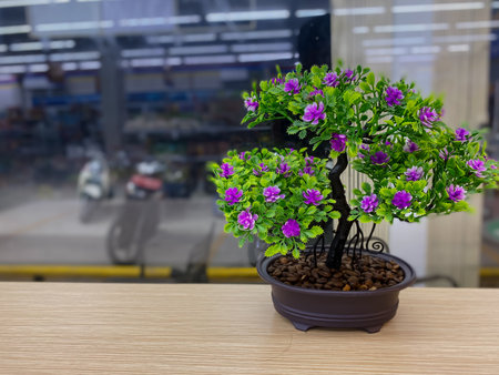Bonsai tree in a pot on a wooden table in a supermarketの写真素材