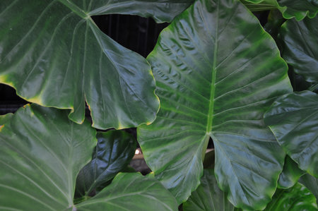 Tropical leaves in the garden. Natural green leaf background.の写真素材
